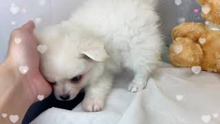 ハーフ犬の動画02