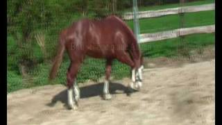 preview picture of video 'BlackSmith-Ranch Ratingen BS Hollywood Jac'