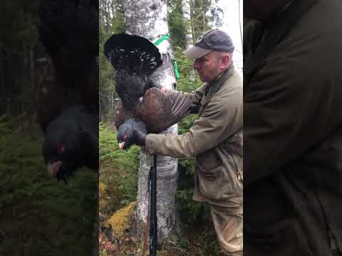 RUSSIA CAPERCAILLIE HUNTING FIELD REPORT
