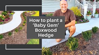 How to Plant a Baby Gem Boxwood Hedge