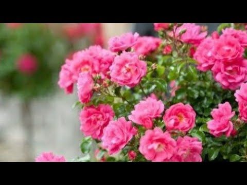 //The Beauty of Natural Flowers//Muhammad Nabina//Natural flower//Arabic Cover song//