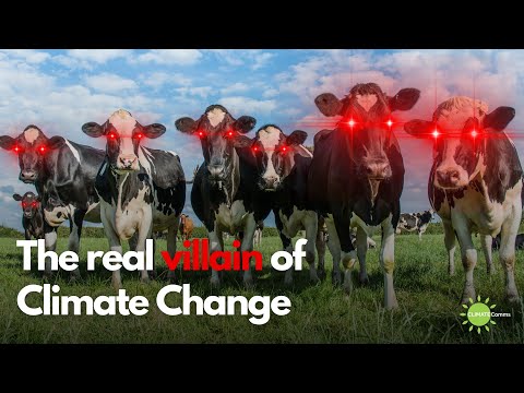 How cow burps contribute to the climate crisis