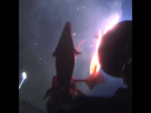 Jumbo Squid Attacks Submarine