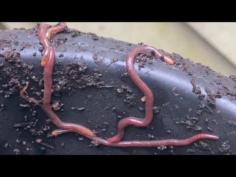 Composting with Craig Ep 160: Outdoor Worm Bin Check In