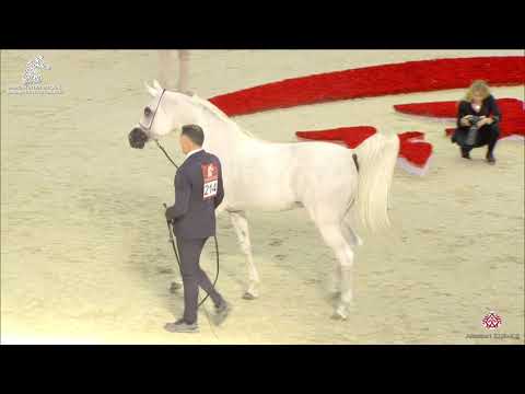 N 214 AASEF AL HAITHAM   Sharjah Arabian Horse Festival 2020   Stallions 4 to 6 Years old Class 10B