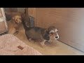 Miniature Dachshund dogs for sale: Blondie - Video 1