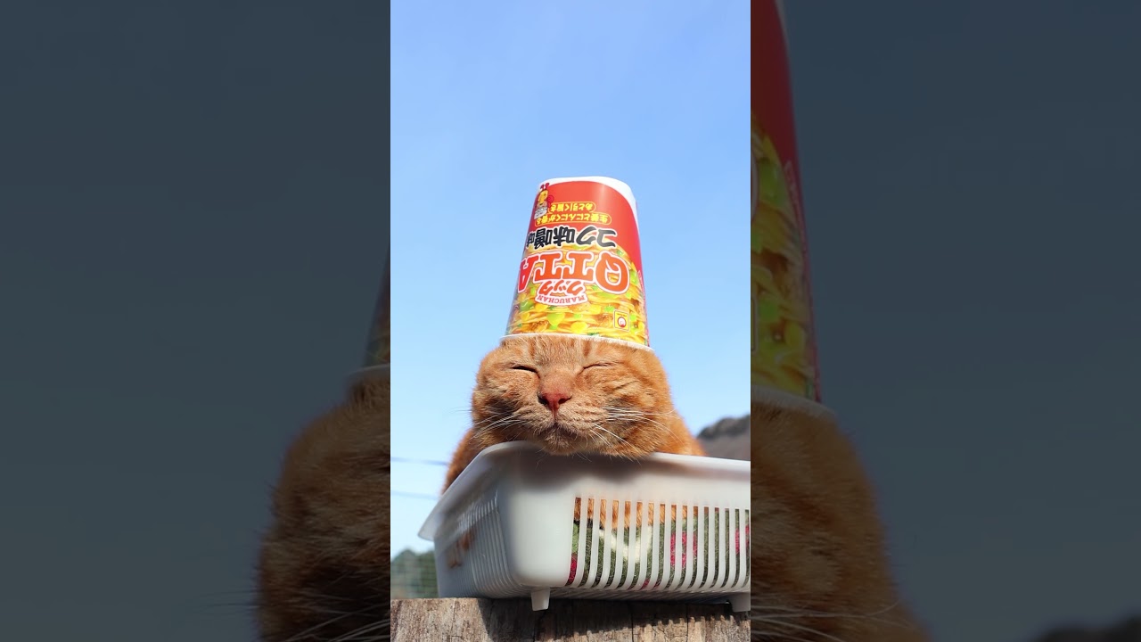 QTTA コク味噌味　260405　#のせ猫　 #cat　 #猫のいる暮らし　 #cute　 #ねこ　 #kitty　 #ネコ　 #cutecat　 #kitten　 #猫