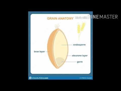 Aleurone layer and its ploidy
