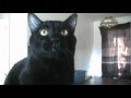 Talking Kitty Cat 18 No Kitty Food