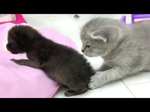 Little kittens help a foster kitten climb on a warm pillow