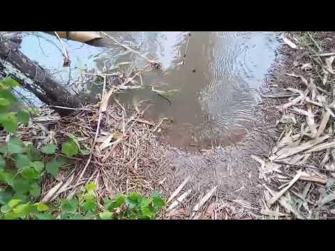O RIO TA CHEIO MUITA CHUVA NA BAHIA SÍTIO PASSAGEM PIATA BAHIA 