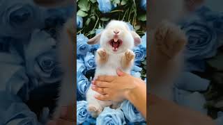 Download lagu Adorable Rabbit 🐇 Loves to Laugh While Being Petted Part 2 #cuterabbit #aigenerated #cutepet mp3 Download lagu Adorable Rabbit 🐇 Loves to Laugh While Being Petted Part 2 #cuterabbit #aigenerated #cutepet mp3