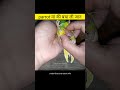 Parrot मां की बचा ली जान Amazing Videos In Hindi Shorts