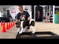 Male akita handling training begins | Falcon Strider in Diversity