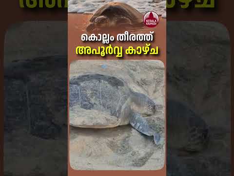 കൊല്ലം തീരത്ത് അപൂര്‍വ്വ കാഴ്ച #kollam #turtle #egglaying