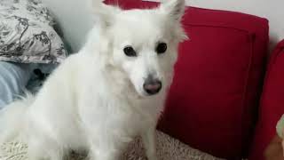 2020/09/27 Latte Loves Durian【アメリカンエスキモードッグ/American Eskimo Dog】