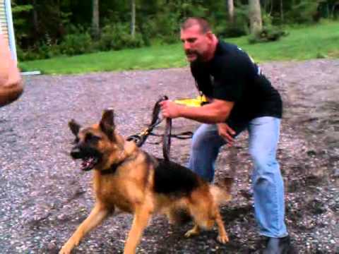 Trouwe Hond K-9 - Dave Ranieri & Mike Fernandez working Luca