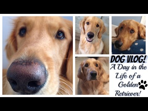Dog Vlog:  A Day in the Life of Loki, the Golden Retriever | Pets Add Life! Video