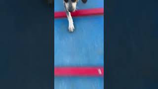 Bluetick Coonhound Puppies Videos