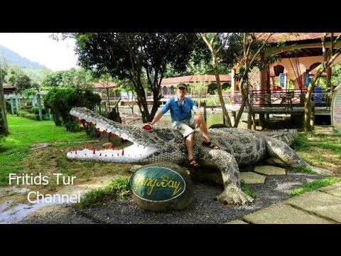 Crocodiles Feeding and Teasing Сrocodile farm Vietnam