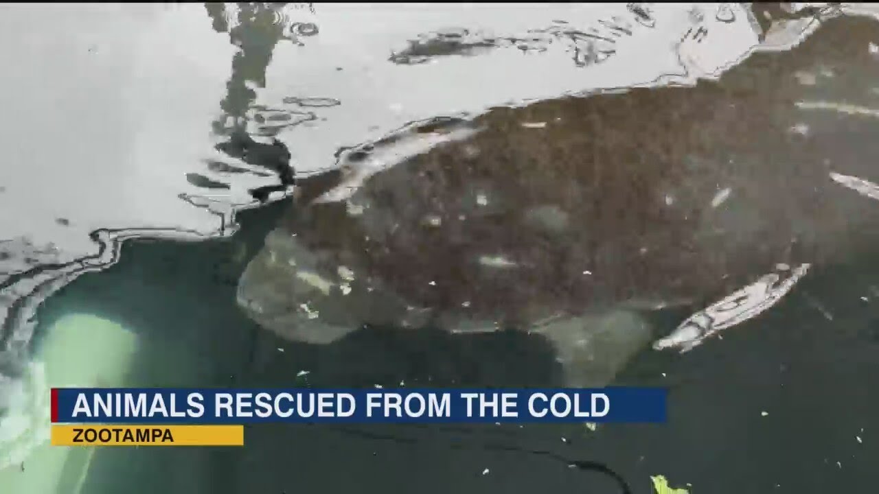 Cold snap puts manatees at risk in the bay area