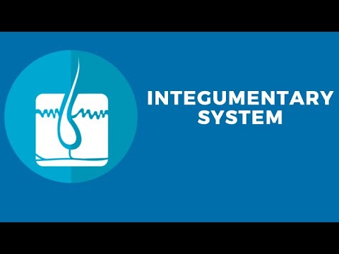 Integumentary System Part 1