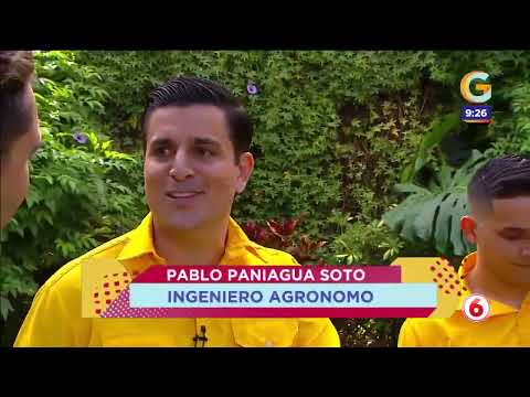 Giros: ant infestation