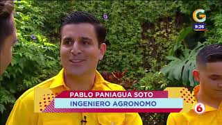 Miniatura: Giros - plaga de hormigas