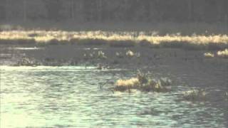 Caribou - Jamelia (VIDEO) |HD