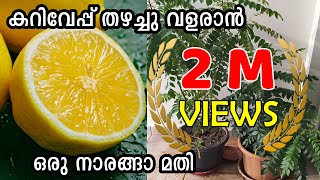 കറിവേപ്പ് തഴച്ചു വളരാൻ കിടിലൻ ടിപ്പ് | Curry Leaves Fertilizer Natural | Curry Leaves in Balcony Pot