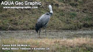 preview picture of video '八代のナベヅル(Hooded crane) HD1280x720p EOS 5D Mark II sample movie'