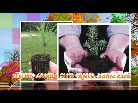 День работников леса 2018 // С днём работников леса 2018