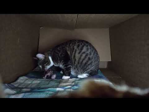 PREGNANT CAT EATING THE PLACENTA AND UMBILICAL CORD FROM NEWBORN KITTEN pt. 1 - TOXICATTY