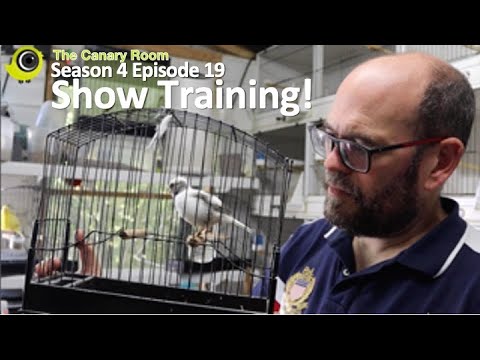 The Canary Room Season 4 Episode 19 - Show Training!