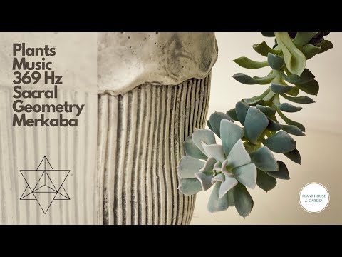 Music for Plants | 369 Hz Frequency for Plants Growth and Positive Energy