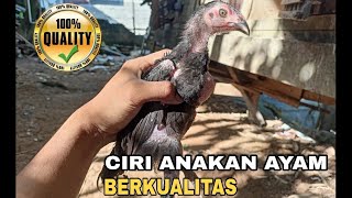 Download lagu Characteristics of super quality Bangkok chicks mp3 Download lagu Characteristics of super quality Bangkok chicks mp3