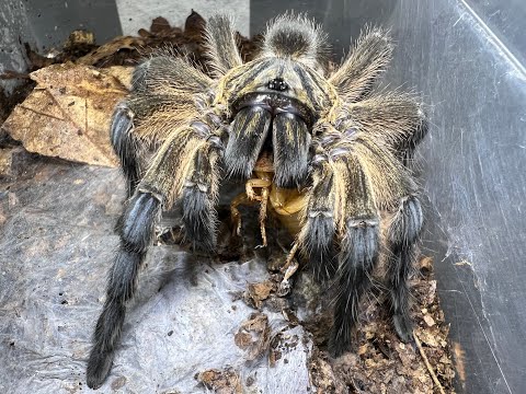 Your First Old World Spider