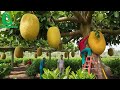 Thailand S Amazing Jackfruit Harvest From Farm To Street Food Delights