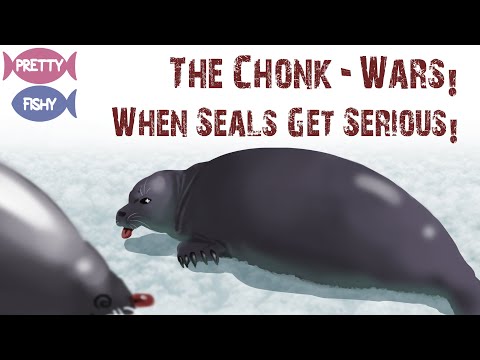 Chonky Seal Fight (Disturbing!)