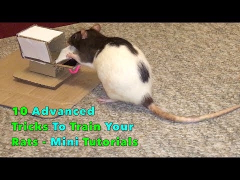 10 Advanced Tricks To Train Your Rats - Mini Tutorials