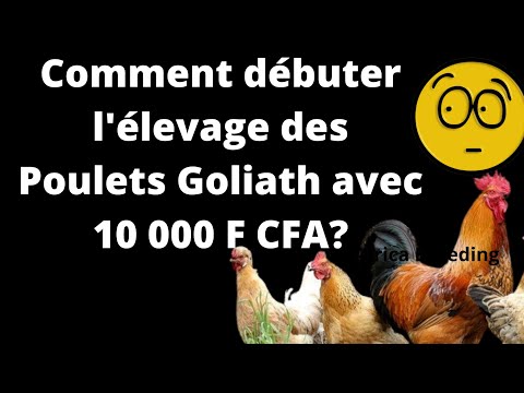 , title : 'Comment débuter l'élevage des Poulets Goliath avec 10.000 francs CFA ?'