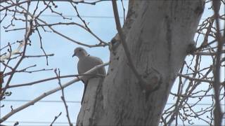 Mourning Doves Nesting In Tree