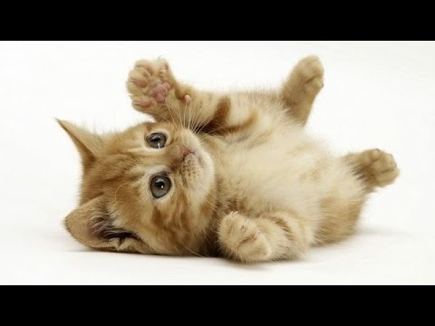 Wonderful World Of Cats - Domestic Cats Documentary - History Channel HD