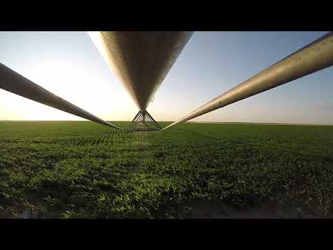 Kernels of Knowledge Growing Corn in Southwest Kansas