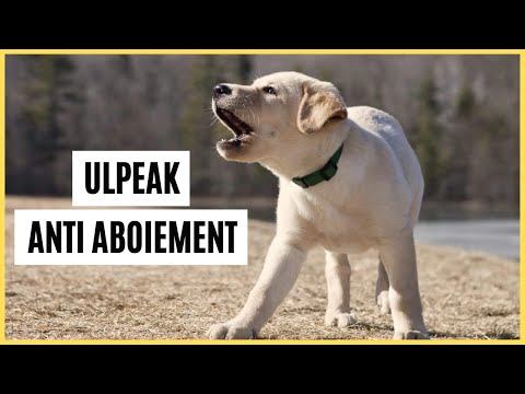 Dispositif ULPEAK anti aboiement : mon test complet