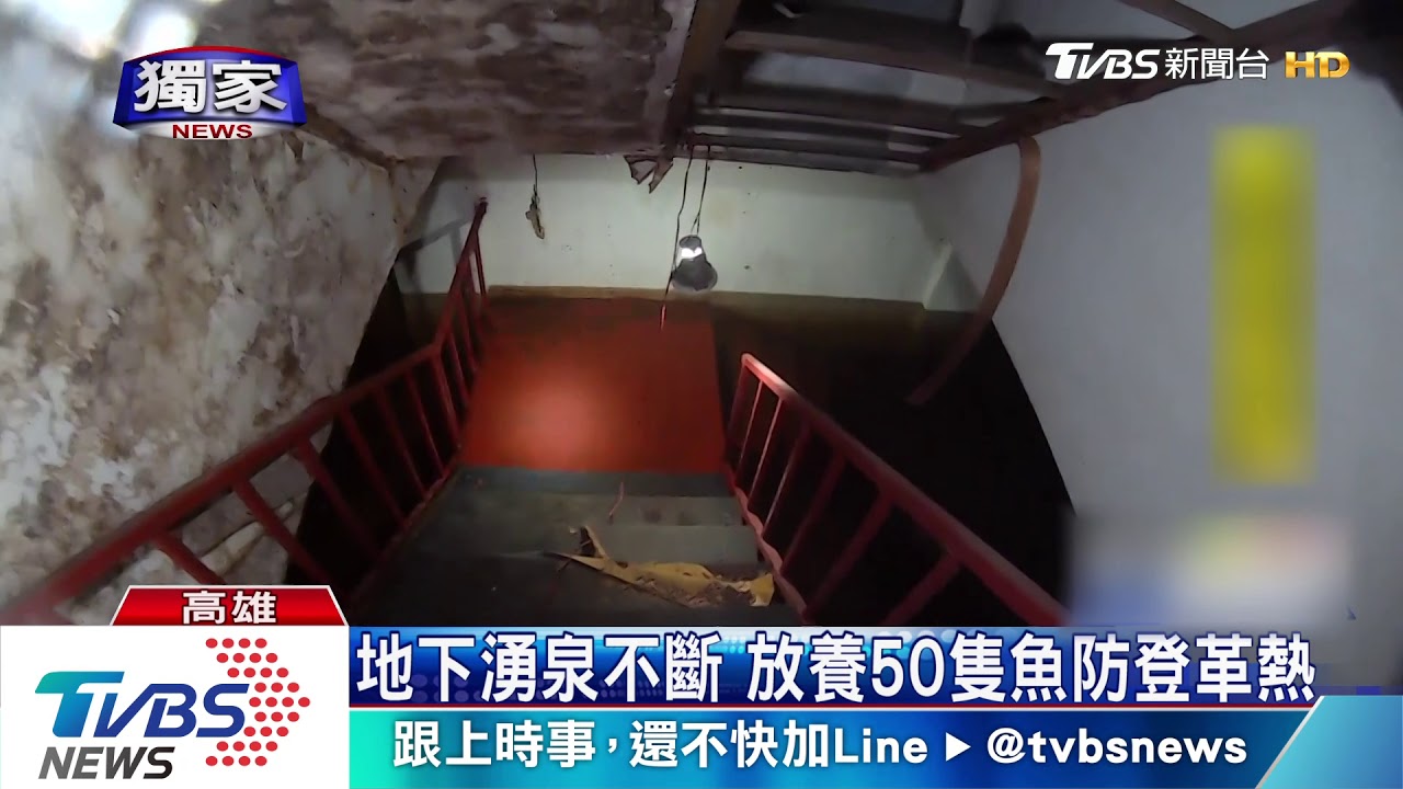 養吳郭魚防蚊? 衛生所:放50隻孔雀魚、鬥魚