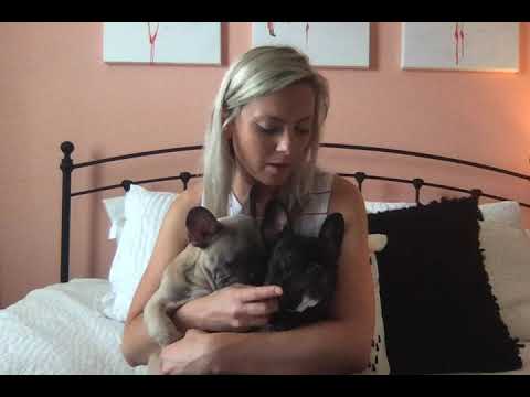 download lagu mp3 mp4 French Bulldog Puppies Florida, download lagu French Bulldog Puppies Florida gratis, unduh video klip French Bulldog Puppies Florida