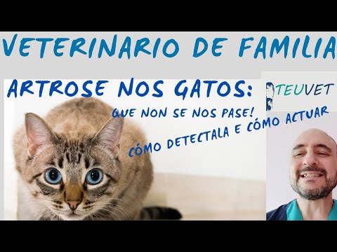 Vídeo: Artrose en gatos
