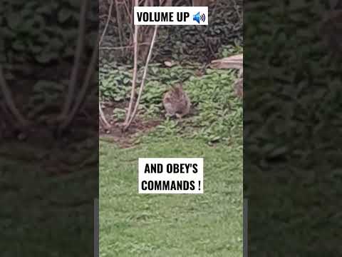 RABBIT 🇨🇦 IS AMAZINGLY SMART ! #shorts #animals #rabbit #pets #cuteanimals Pls Subscribe 🙏