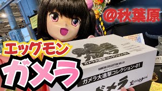 生！ #もっちぃ散歩 〜秋葉原でガメラエッグモン買ってみたもっち！〜